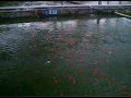 Aquarium fish breeding pond Aquarium fish breeding pond