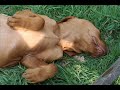 Vizla Nina 1 year oldWeimaraner Tim 3 years old