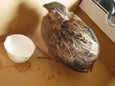 how to isolate clostridium