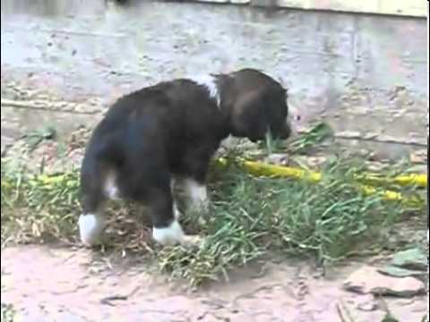 black white and tan male
