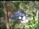 Tian Tian wants to play with the DUCKS! Tian Tian wants to play with the DUCKS!