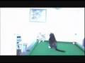 Kitty/Cat Powergames - Mico the Bengal vs. Figuero