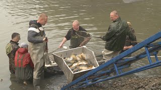 Výlov Křemačáku 2023