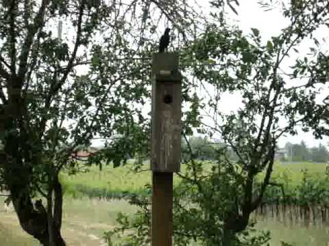 how to get rid of european starlings