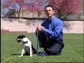 Bark Busters Success Story