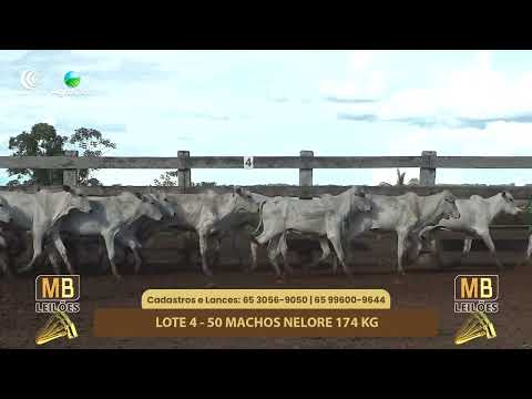 528� LEIL�O VIRTUAL MB LEIL�ES