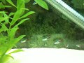 55 gallon freshwater tank w/ sand
