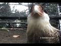 videos de Crested Caracara, Caracara Moñudo (Caracara cheriway)