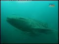 Dubai Underwater Wreck Adventure - Mejreno Team???? ??? ????? -????- ? ????? ???????