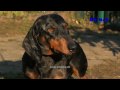 Video ansehen