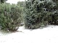 Strauss the German Shepherd's first snow