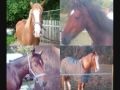 Seven Year Horses Celebration
