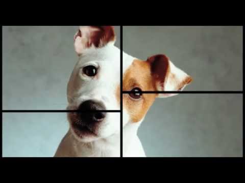 Vedi il video