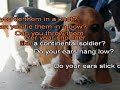 Do Your Ears Hang Low