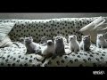 Kittens headbangen op de beat