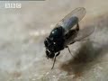 BBC: A Moose Named Madeline - Moose Antler Flies