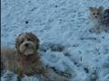 Miss_Scarlett's_First_Snow.wmv