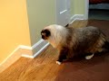 Caymus, a 5-year old Ragdoll Cat, Meets Charlie, a 3-month old Ragdoll Kitten, for 2nd Time.