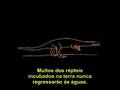 A Origem do Homem - Documentario