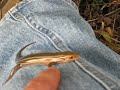 Little Brown Skink
