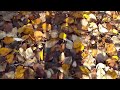 Impressionistic Leafy Path