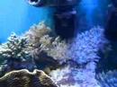 Pulsing Xenia colony
