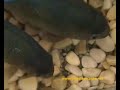 piranha di danarm   www ciclidiepiranha net