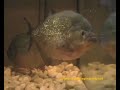piranha di danarm   www ciclidiepiranha net