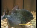piranha di danarm   www ciclidiepiranha net