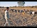 videos de Movimiento Campesino de Córdoba