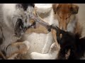 Rough Collies, Border Collie and Mini Foxy 