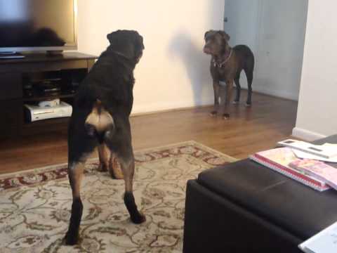 rottweiler fighting