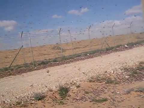 aeshnid - Infestation of Locusts, Israel 2013 - Kmehin A short movie that shows the amounts of locust that origin came from Sudan and been to Egypt and hits Israel הרב...