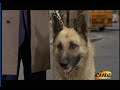 Lino Banfi Dog Sitter Lino Banfi Dog Sitter