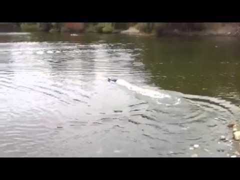 Watch RC Video: 'super vee 27 85 mph not'
