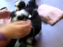 Tibetan Terrier Puppies