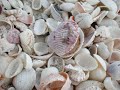 Fort Myer, Sanibel Island