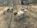 sheep2.0002.mpg