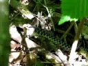 Snake eats Toad (Part Two) Snake eats Toad (Part Two)