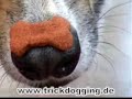 40 new dog tricks