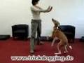 40 new dog tricks