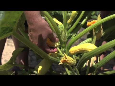 how to harvest squash flowers