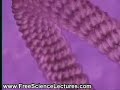 Molecular Biology Visualization of DNA