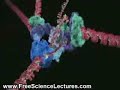 Molecular Biology Visualization of DNA