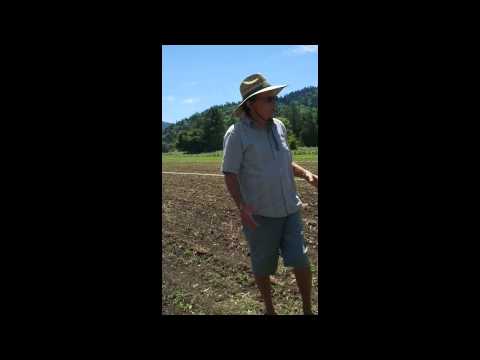 how to grow ashwagandha
