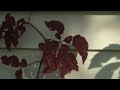 A Taste of Vermont Foliage 2008