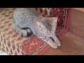 cat slide show