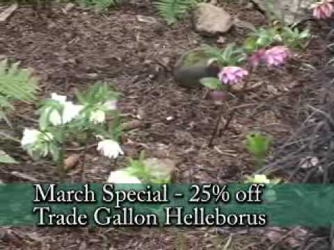 Hellebores