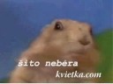 Stulbinantis Žvilgsnis - šito nebėra Stulbinantis Žvilgsnis - šito nebėra
