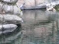 reiger 1 reiger 1